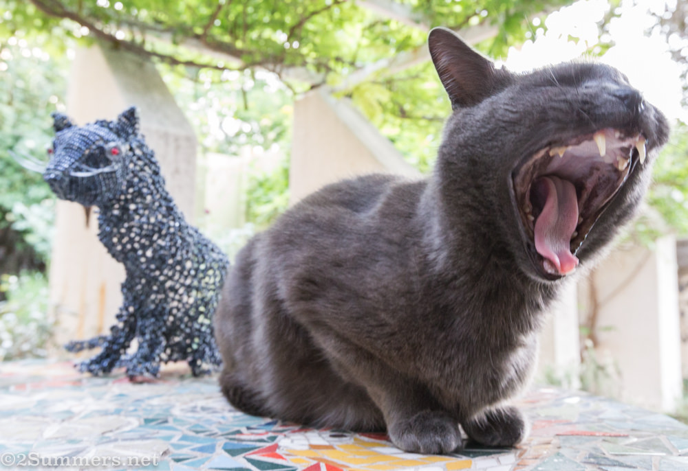 Melville Cat yawning again