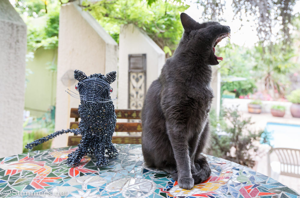 Melville cat yawning with Melville Cat Deux