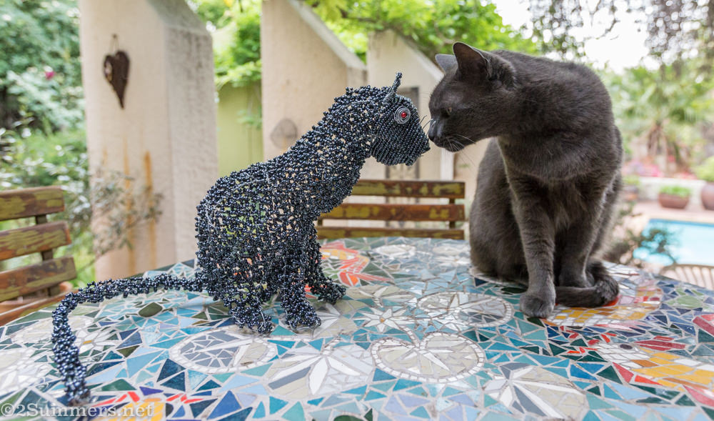 Melville at kissing Melville Cat Deux