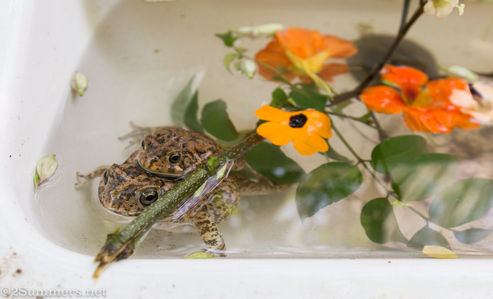 Frogs mating at Rust in White