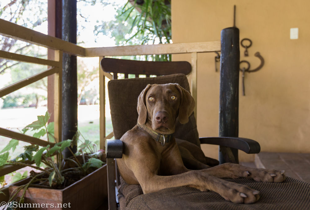 Aero on the brown couch