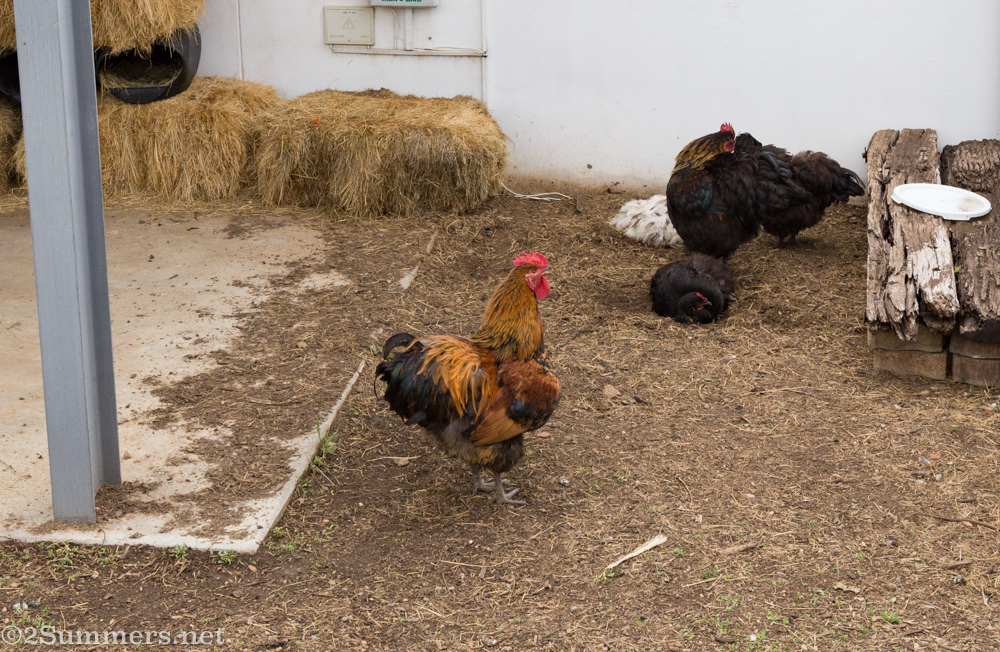 Checkens at Culinary Table