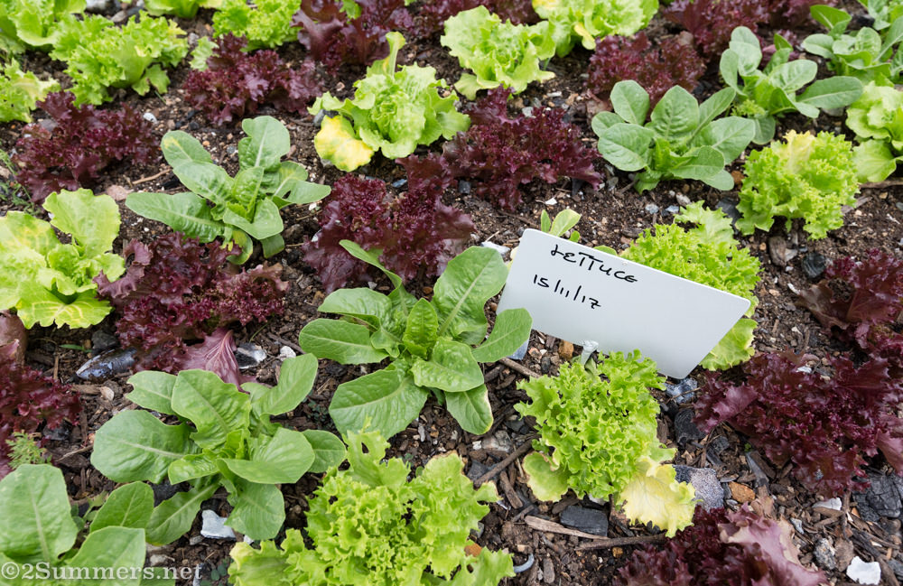 Lettuce growing at Culinary Table