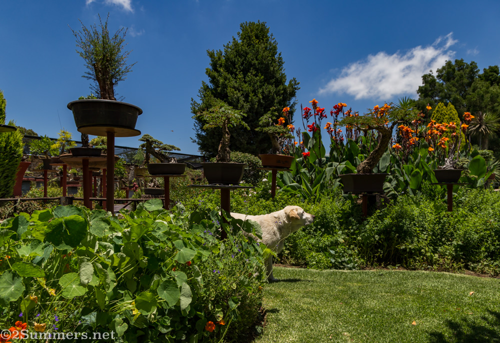 The Steyn garden and dog