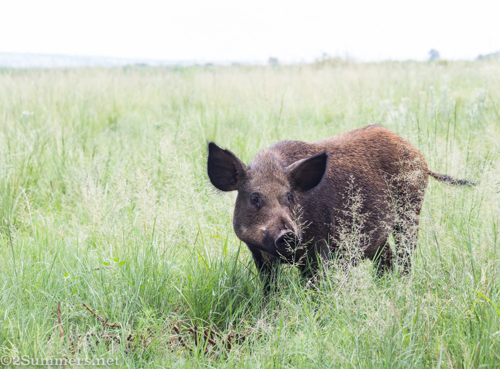 Wild boar at Brightside farm