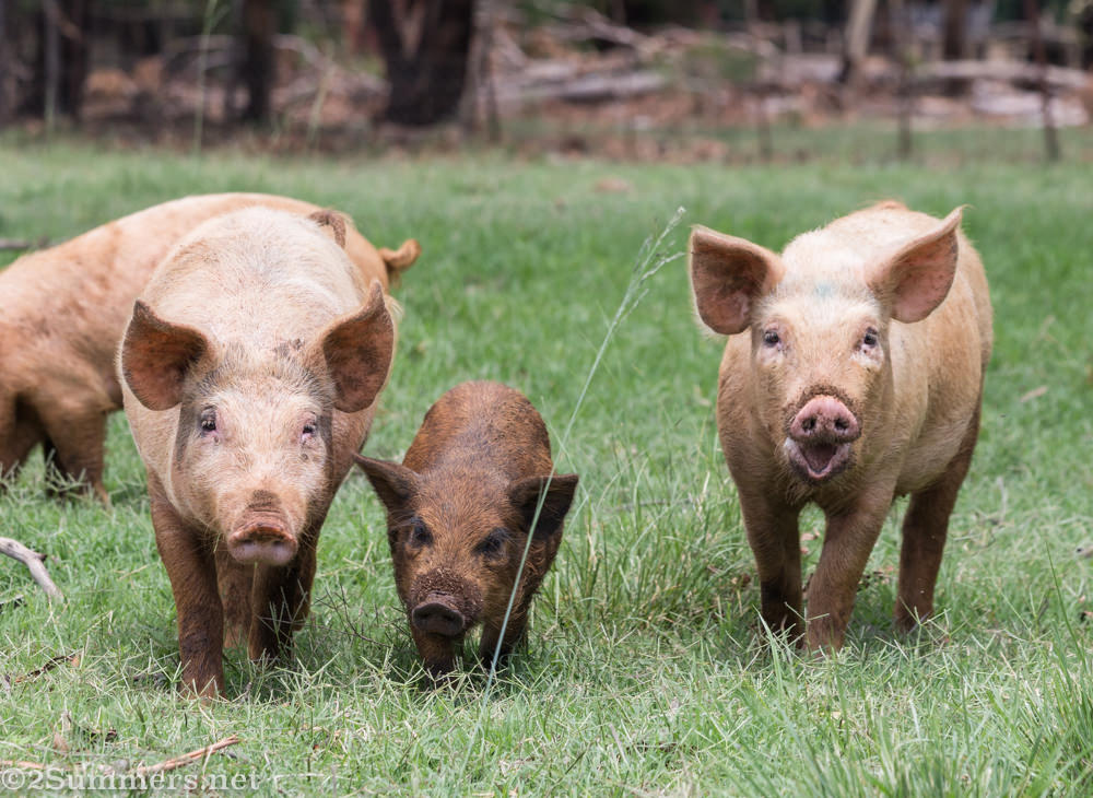 Pigs at Brightside Farm
