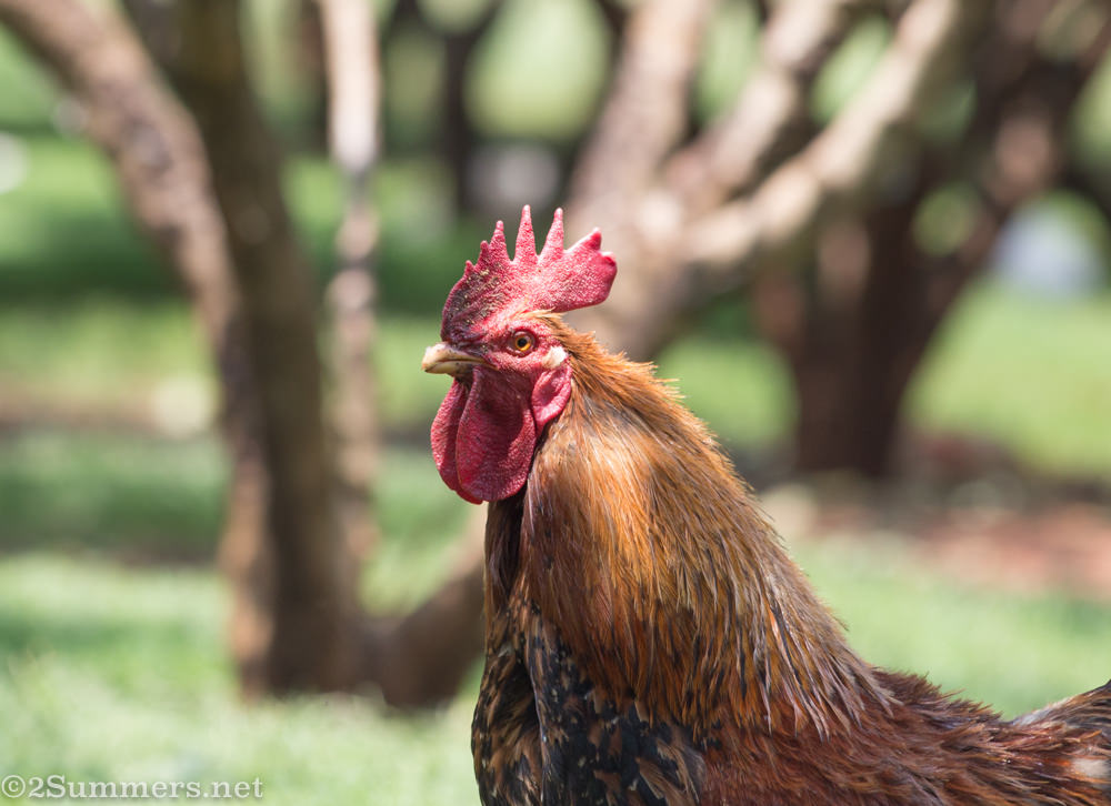 Rooster at Brightside Farm