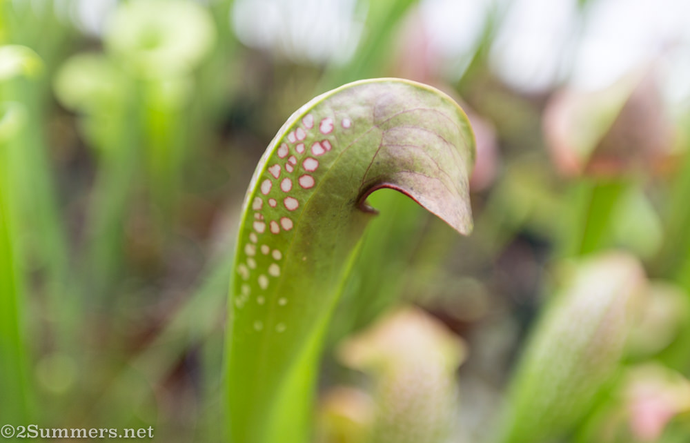 American trumpet pitcher