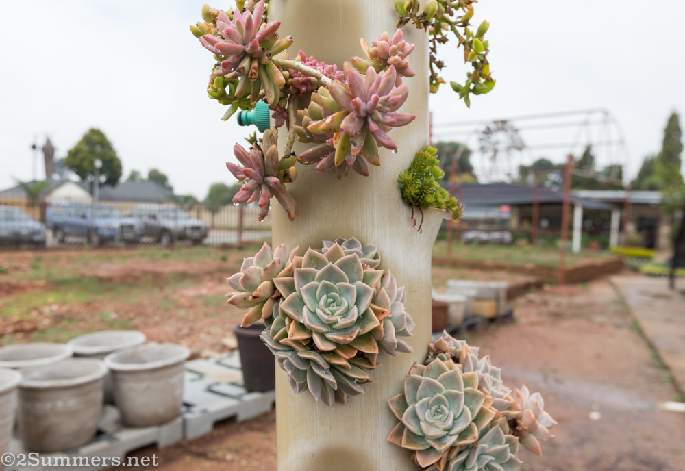 succulents at the Bergbron nursery