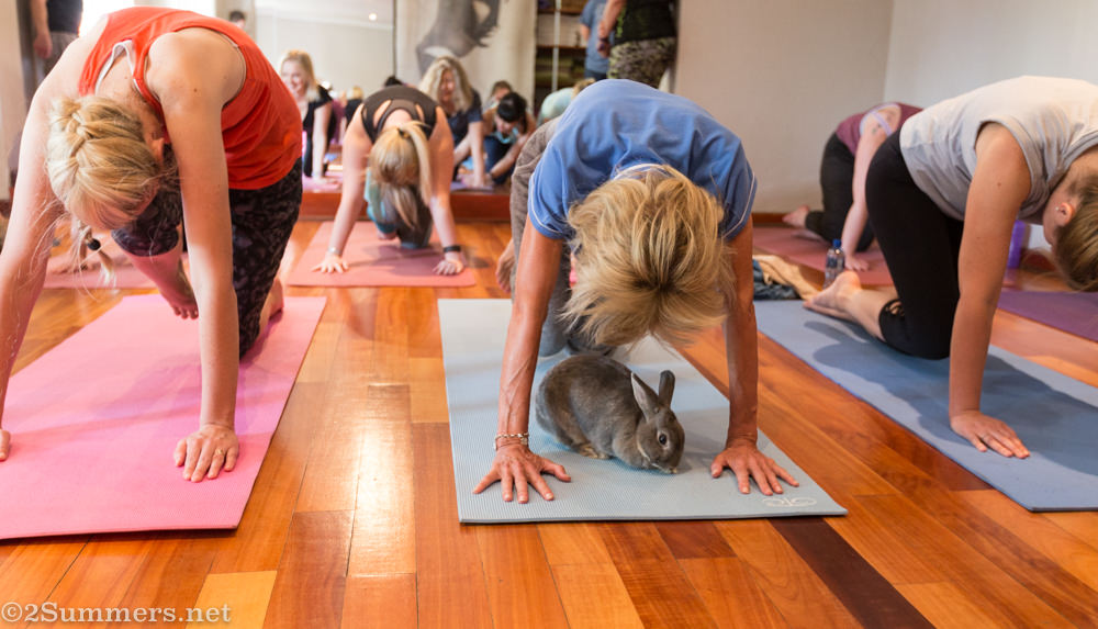 Yoga and bunny