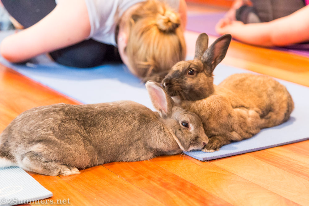 Two bunnies and lady doing yoga