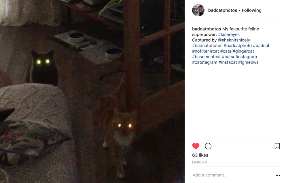 Bad cat photo glowing eyes