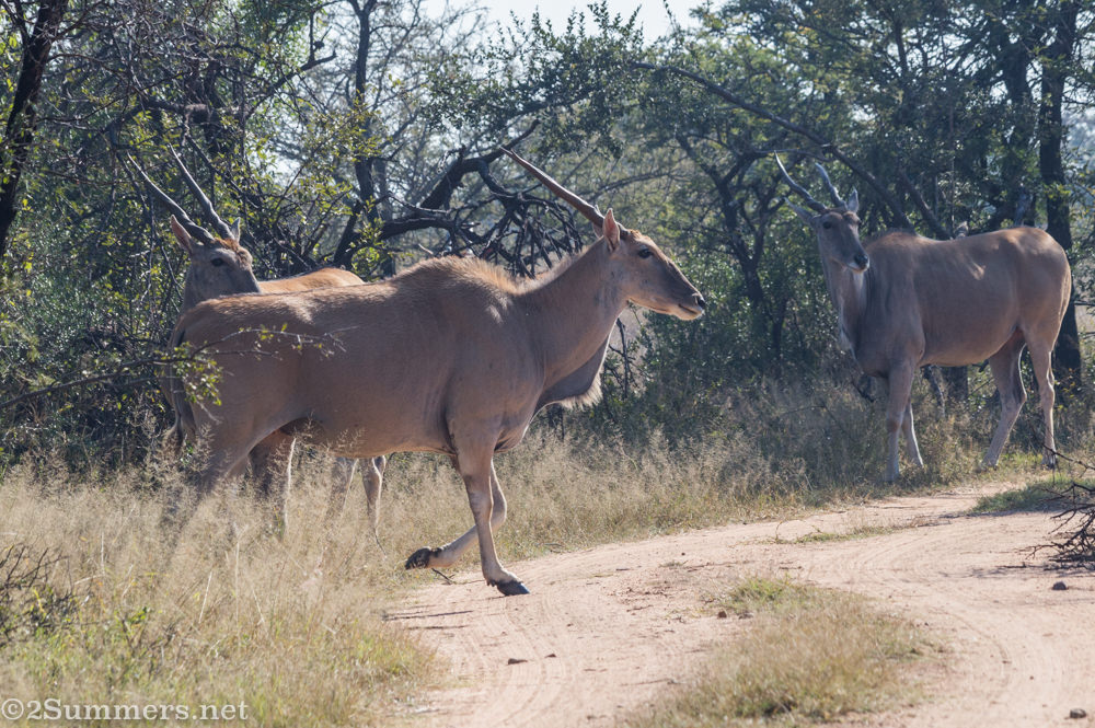 Eland in Dinokeng