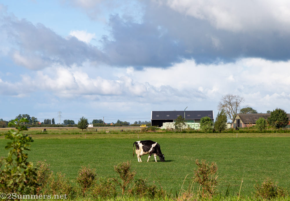 Cow in the Netherlands