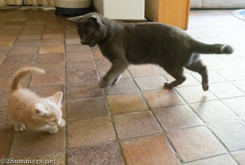 Smokey mad at Trixie