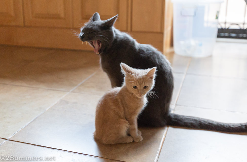 Smokey yawning with Trixie