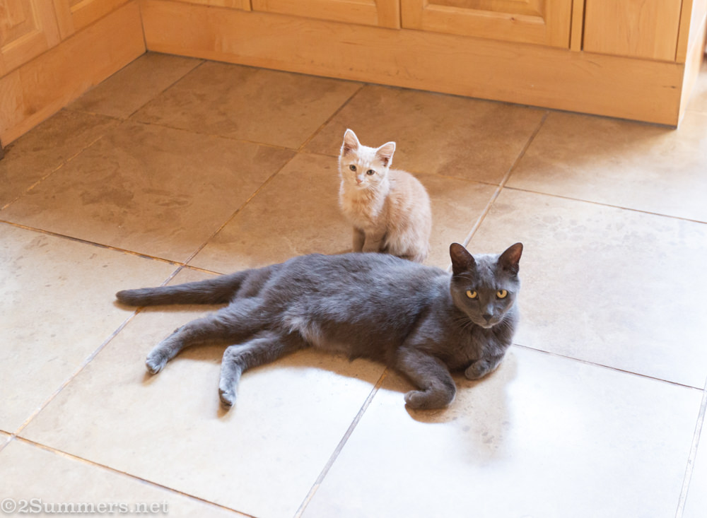 Cats in the kitchen