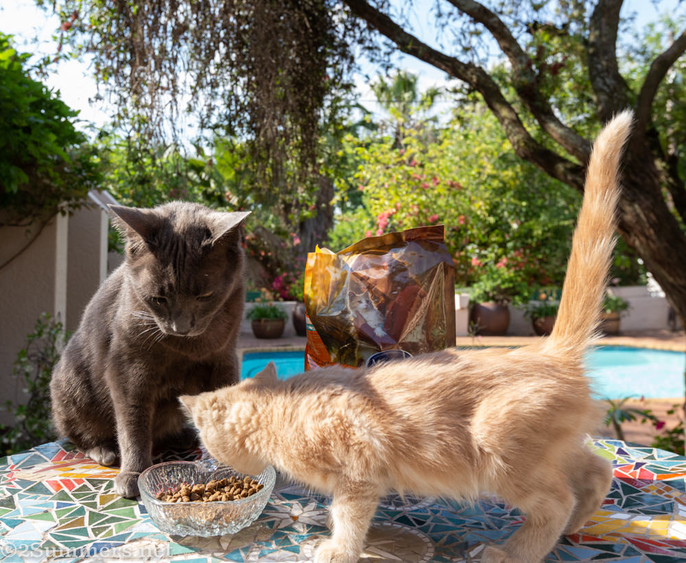 Smokey and Trixie with cat food