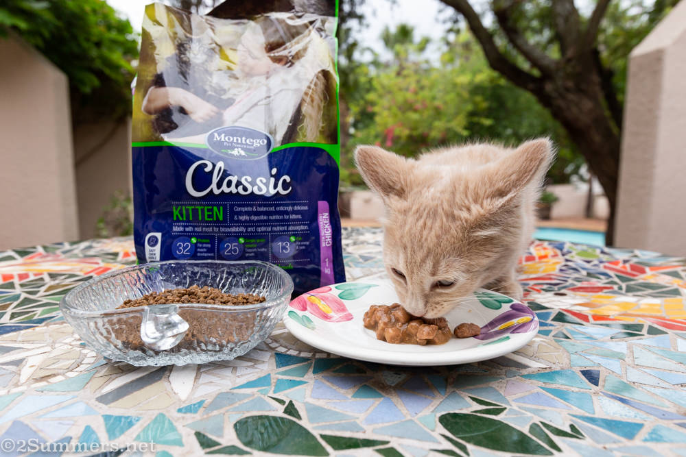 Trixie eating kitten food