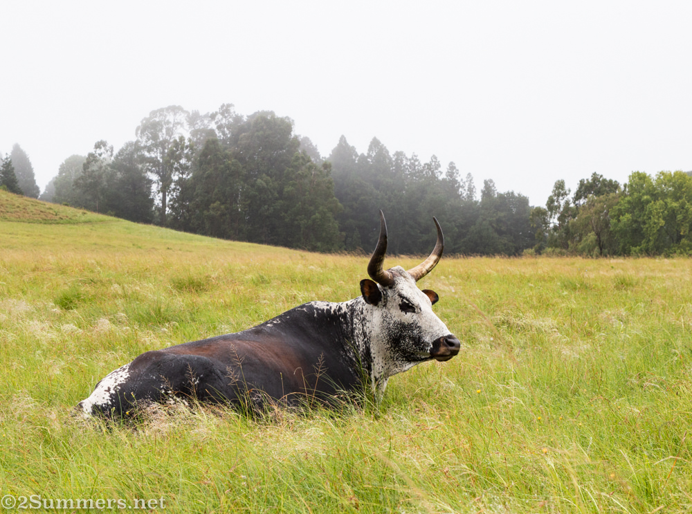 Nguni cow at Brahman Hills in KwaZulu-Natal
