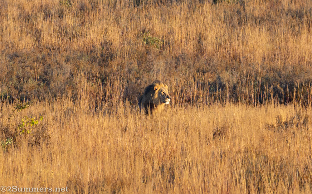 Male lion in the grass at Welgevonden Game Reserve