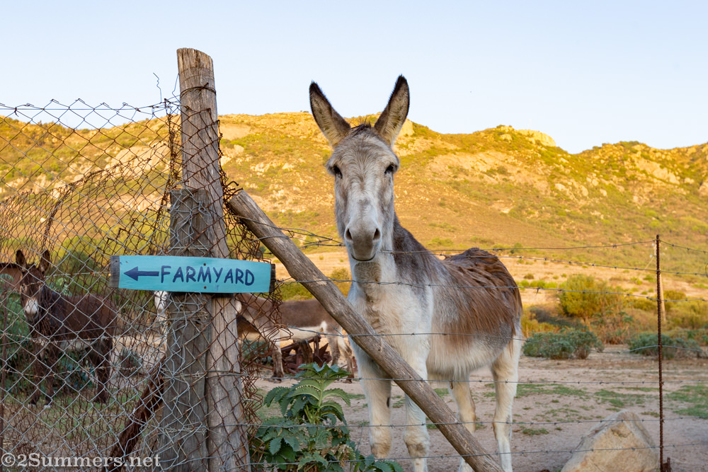 Rupert the donkey at Fynbos Estate in the Swartland