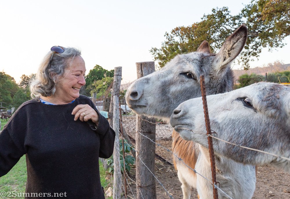 Diana and the donkeys at Fynbos Estate