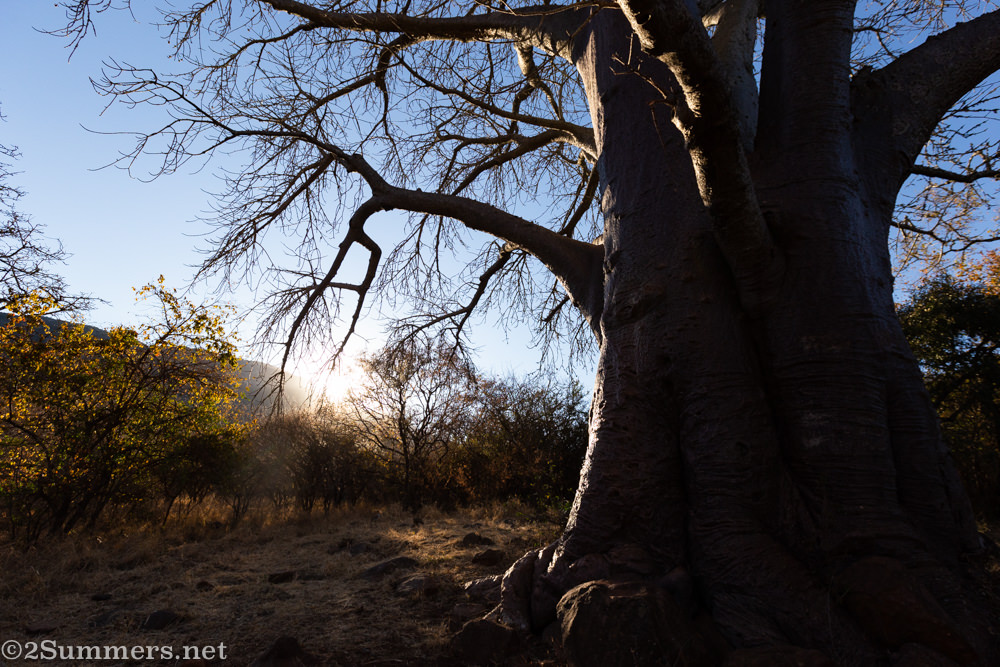 Baobab tree at Madi a Thavha Lodge in northern Limpopo