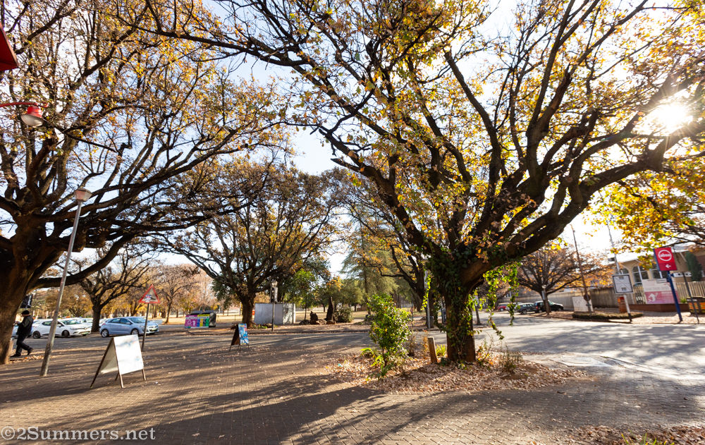 Oak trees of Potchefstroom