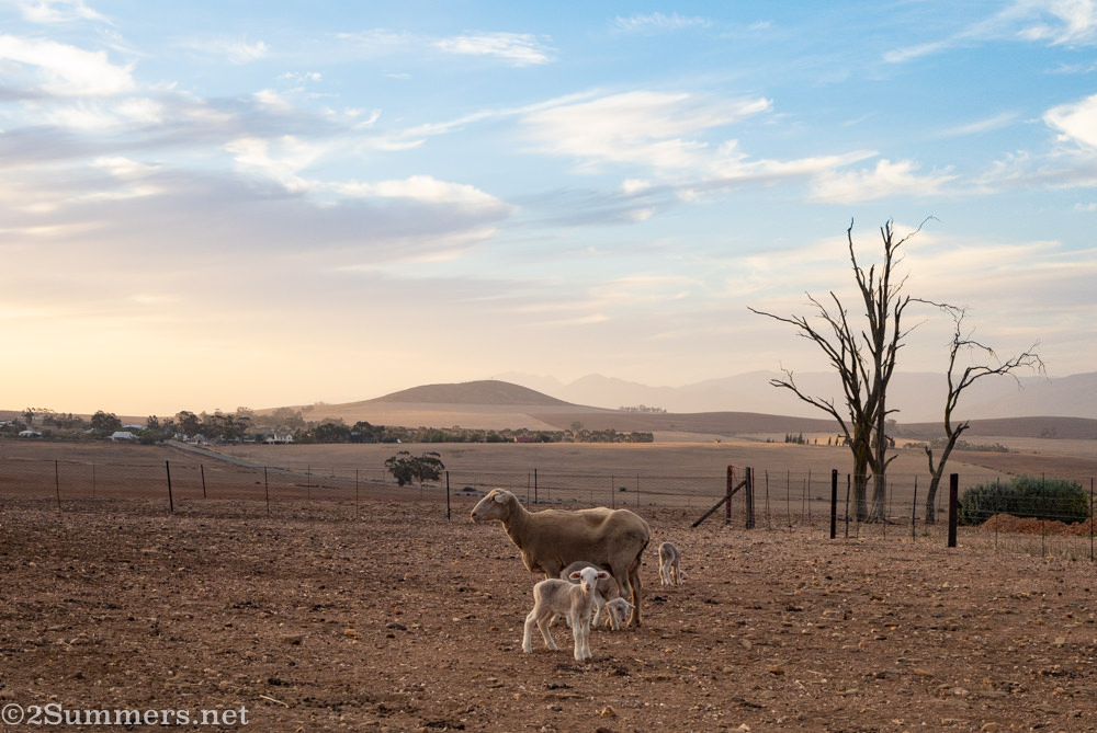 Newborn lambs at Vleidam Guest Farm in the Swartland, Koringberg.