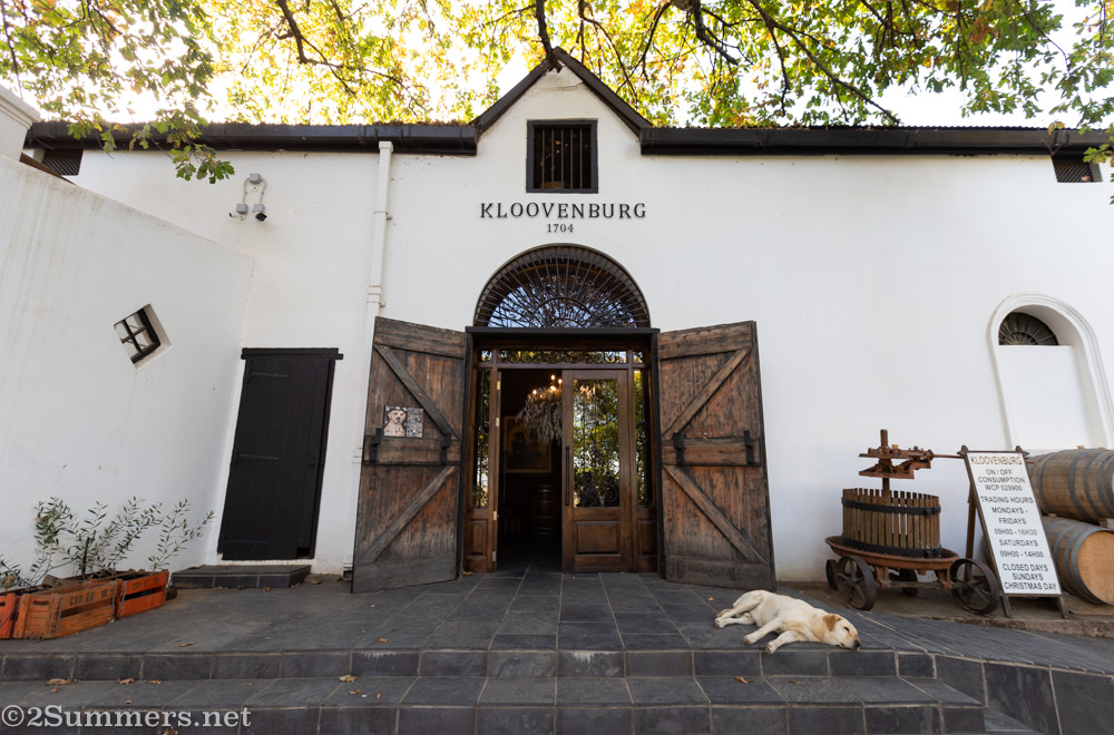 Dog outside Kloovenburg Wine Estate