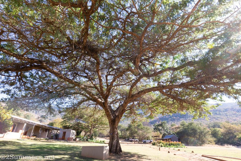 Acacia tree at Madi a Thavha