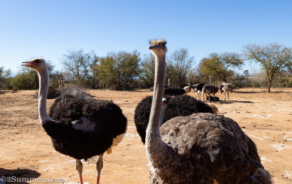 Ostriches at Safari Ostrich Farm