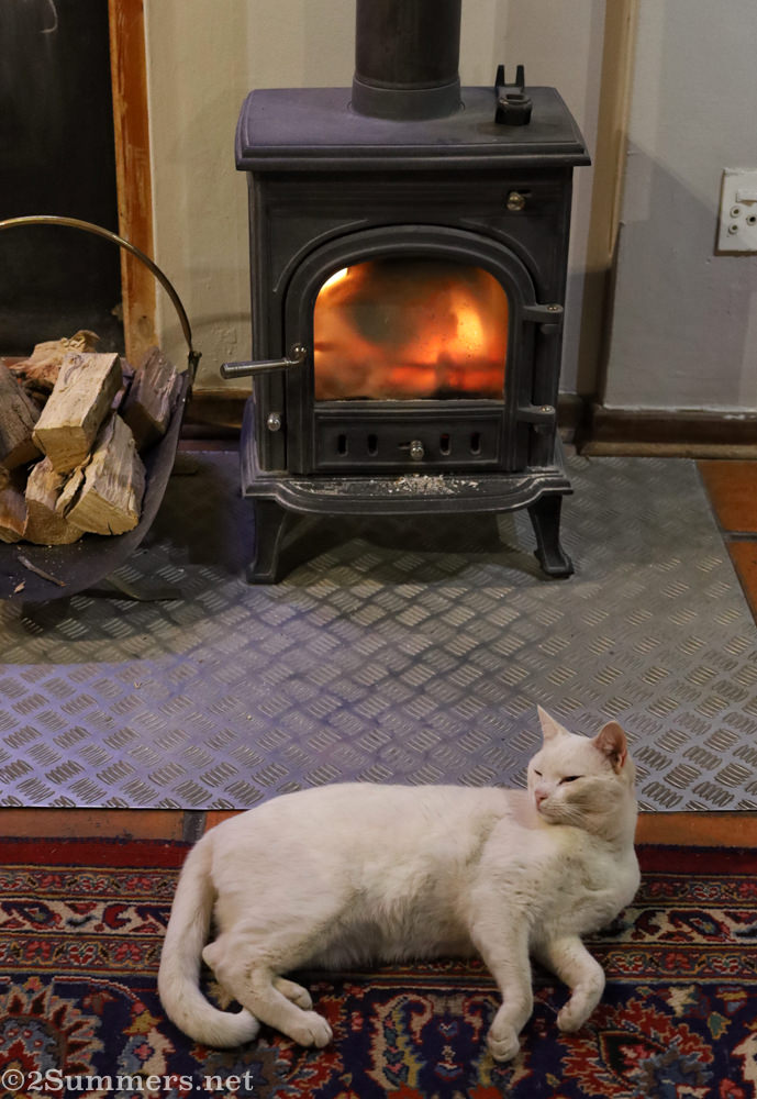 Pinky the cat at De Zeekoe