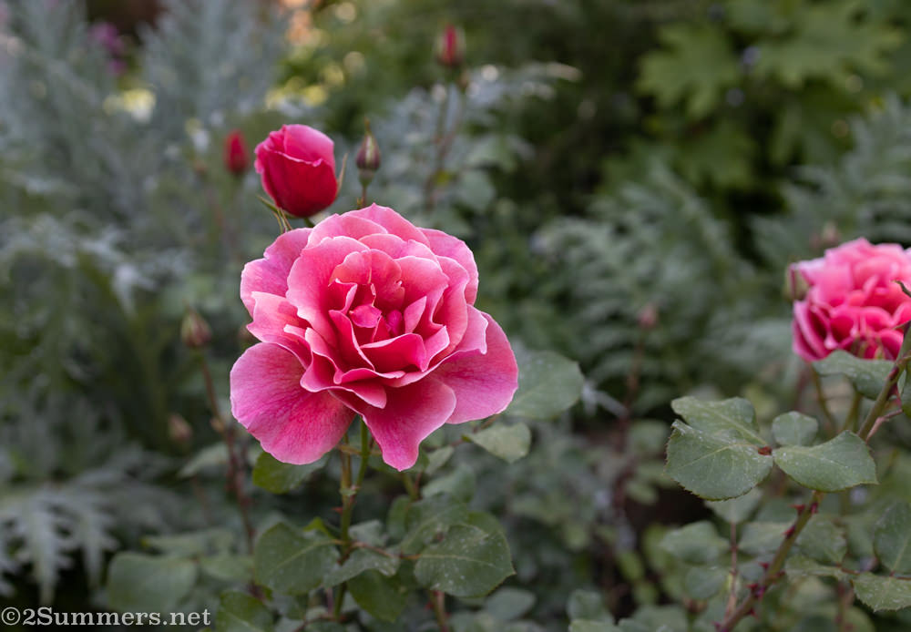 Roses at Pallinghurst