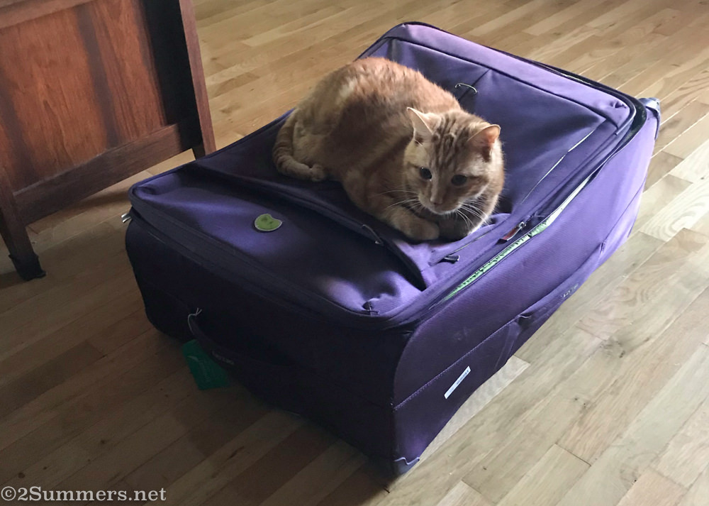 Jesse the car sleeping on Heather’s suitcase, which she brought because she is a terrible traveler.