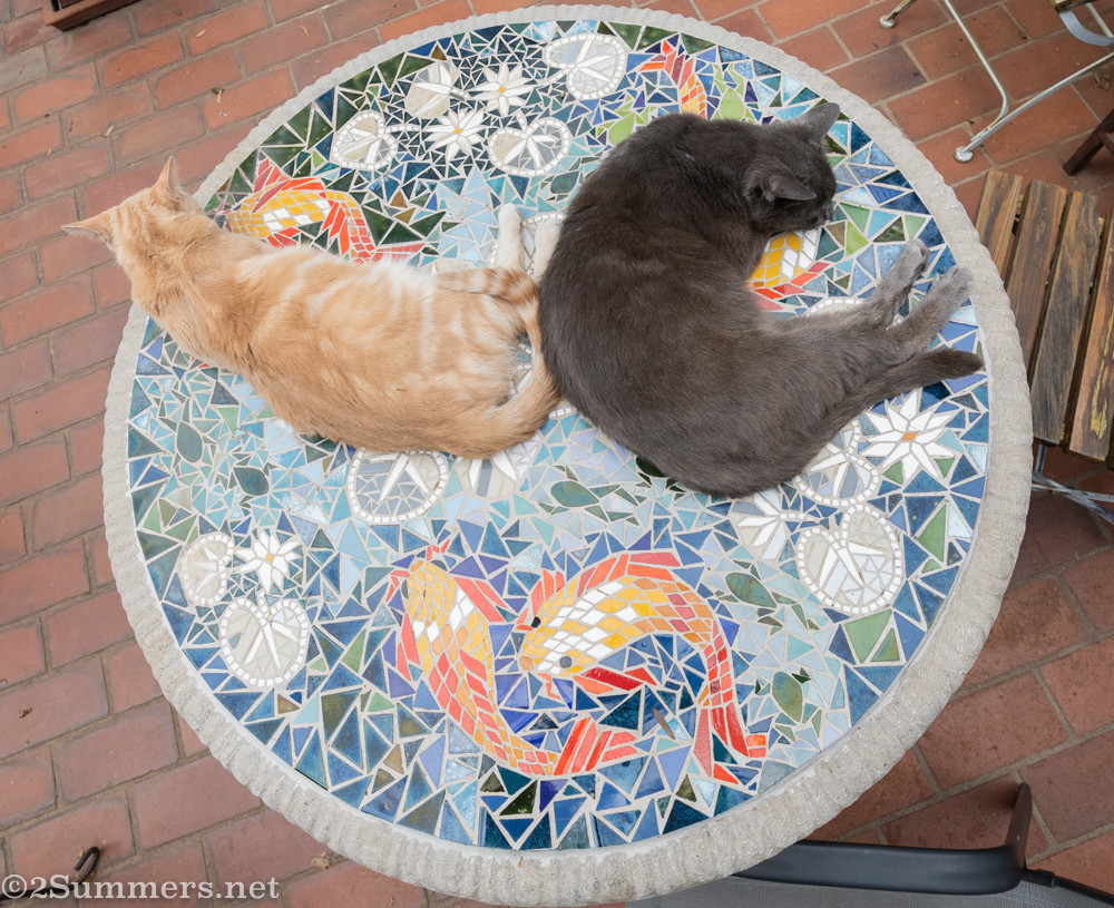 The Melville Cat and Trixie