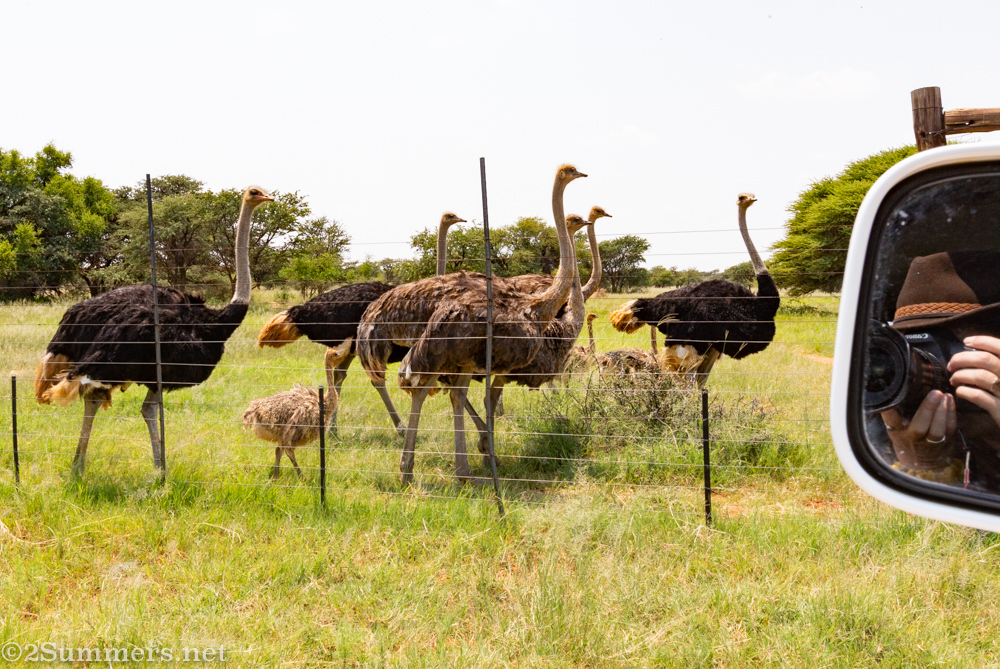 Ostriches on Julian’s farm