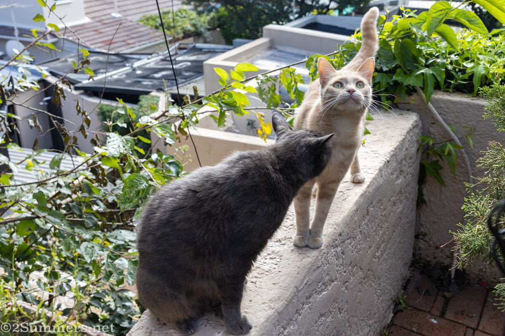 The Melville Cats during lockdown