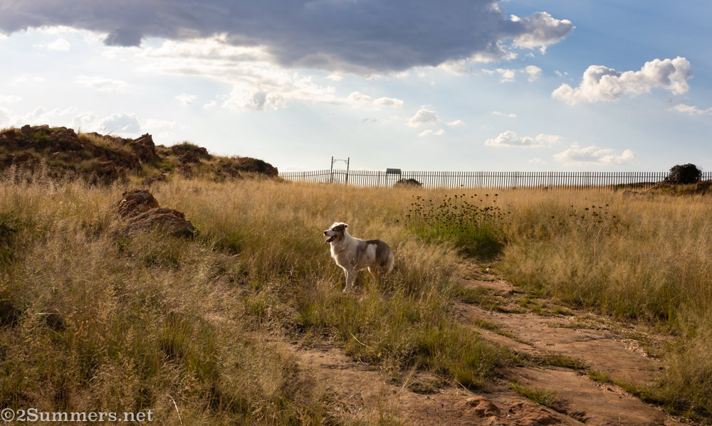 Dog on the Melville Koppies