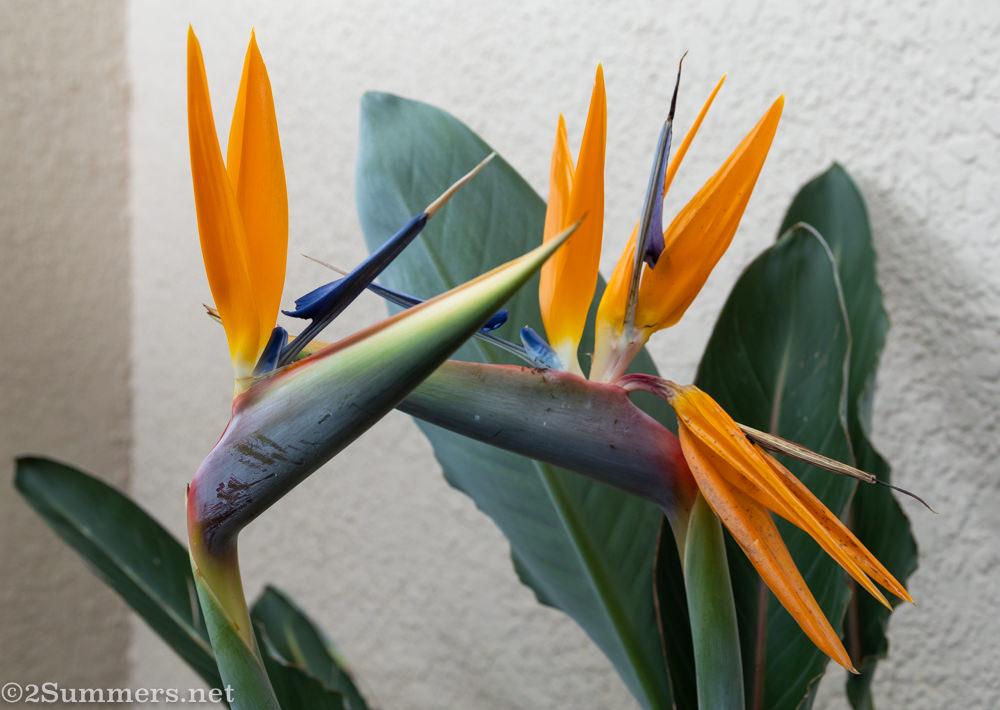 Birds of Paradise pair