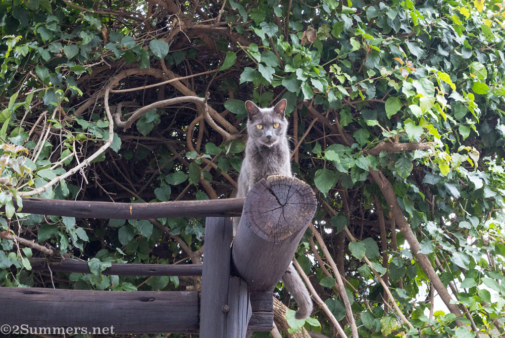 The Melville Cat during lockdown