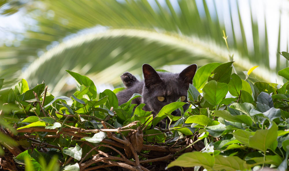 Melville Cat in hedge
