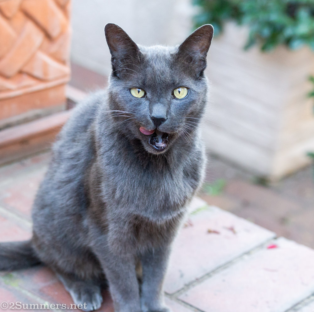 Smokey awaiting dinner