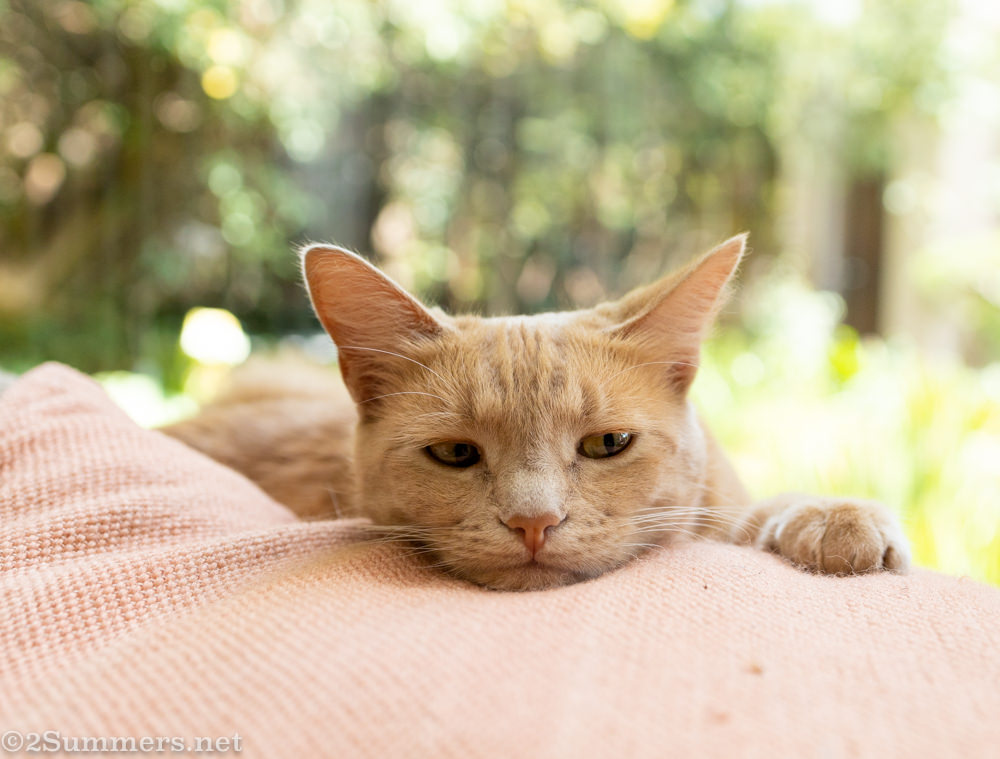 Trixie looking thoughtful
