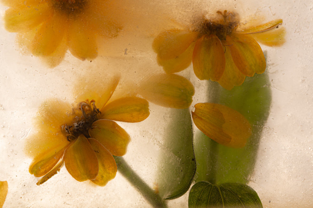 Frozen flowers