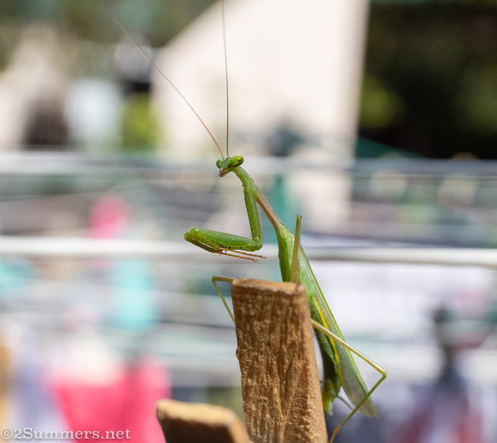 Praying mantis in the garden