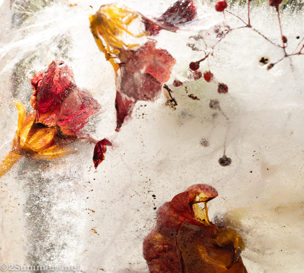 Flowers and ice