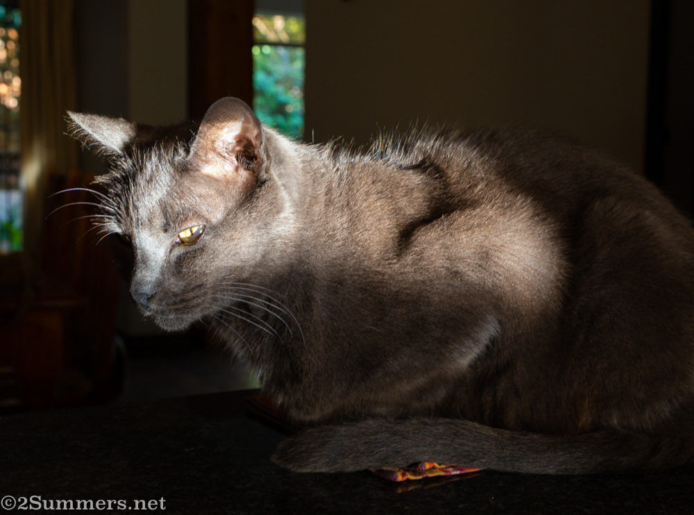 Melville cat on the counter in the morning