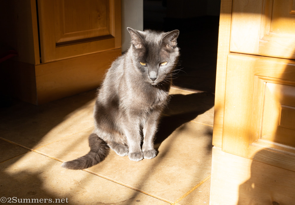 Smokey the Melville Cat in the sun